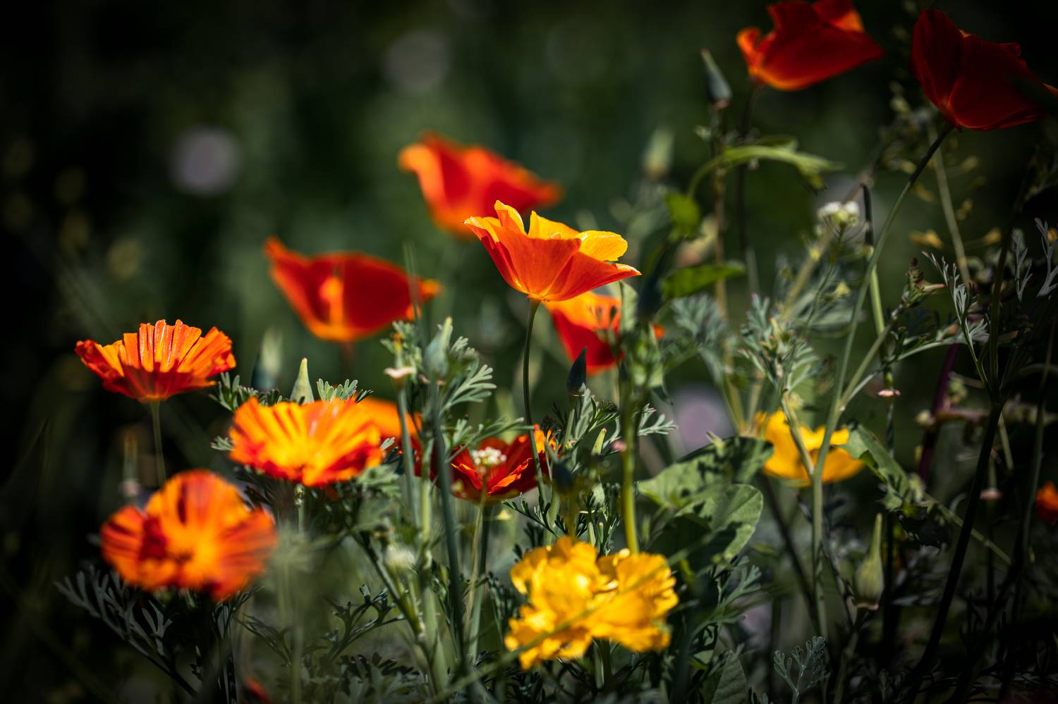 , Бравичева Анастасия