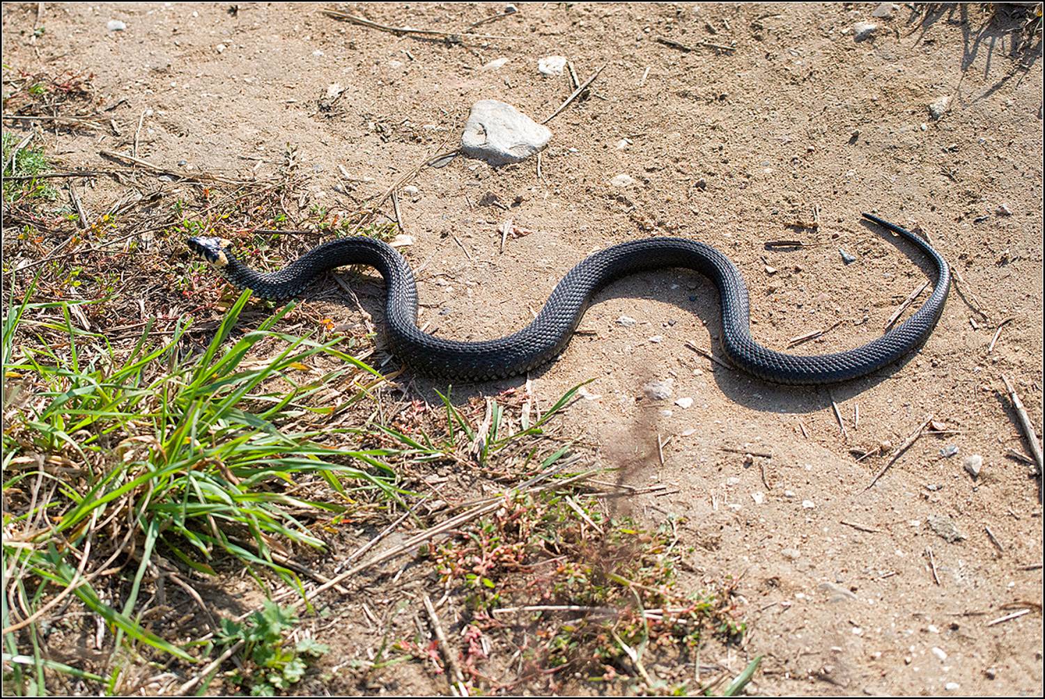 калужская обл.,пойма р.протва, лето, АНАТОЛИЙ ДОВЫДЕНКО