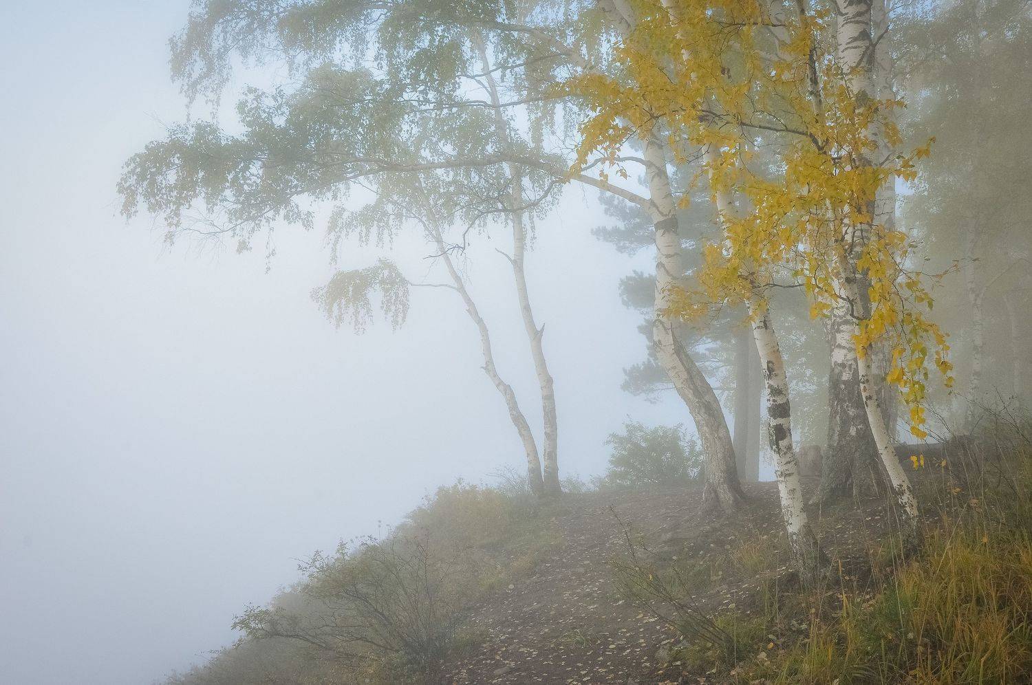 осень, октябрь, утро, туман, пейзаж, лес, дерево, листья, Холзаков Вячеслав