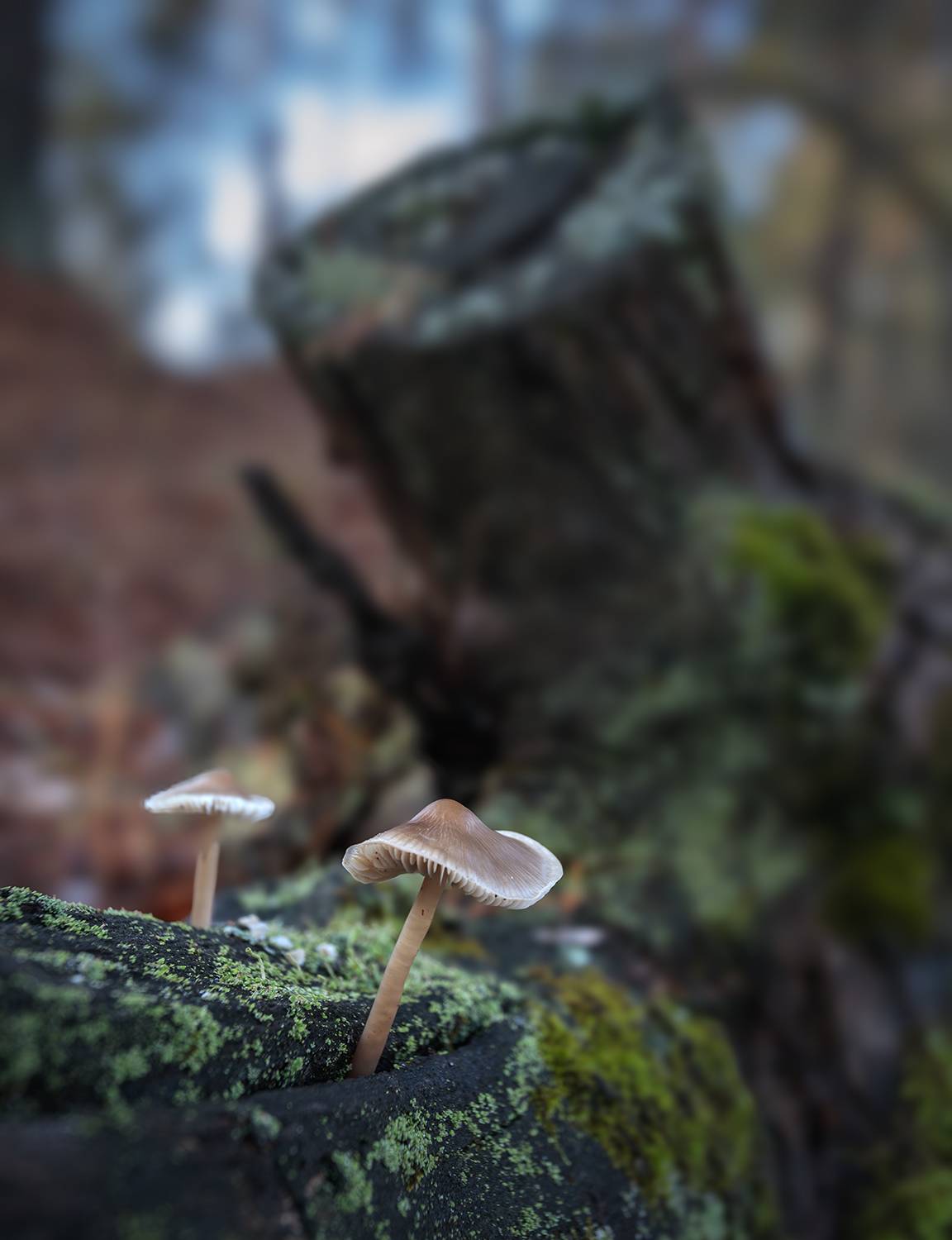 , Андреев Николай