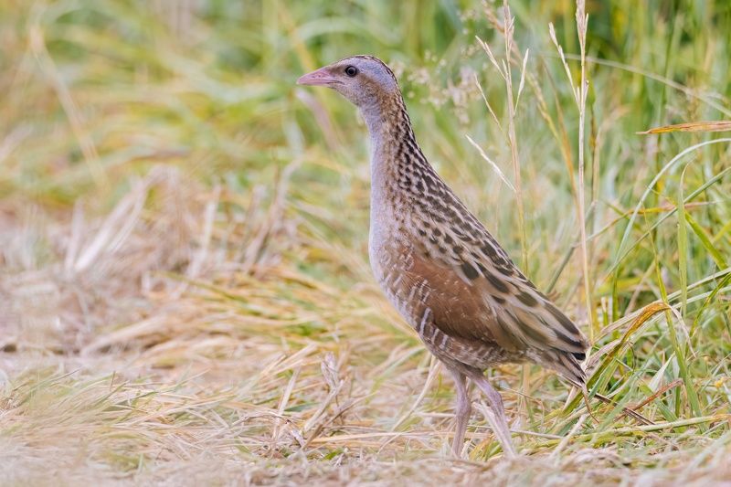Коростель фото превью
