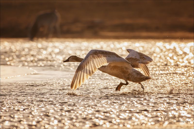 * * * фото превью