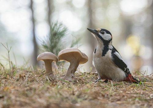 В осеннем лесу