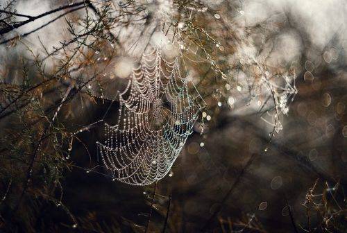 Бриллианты осеннего утра.