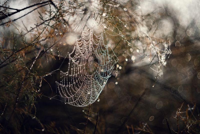 Бриллианты осеннего утра. фото превью