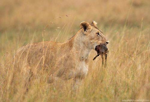 Lion 