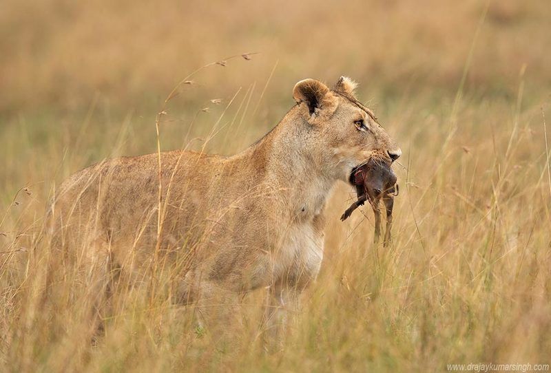 Lion piglet kill Lion  фото превью