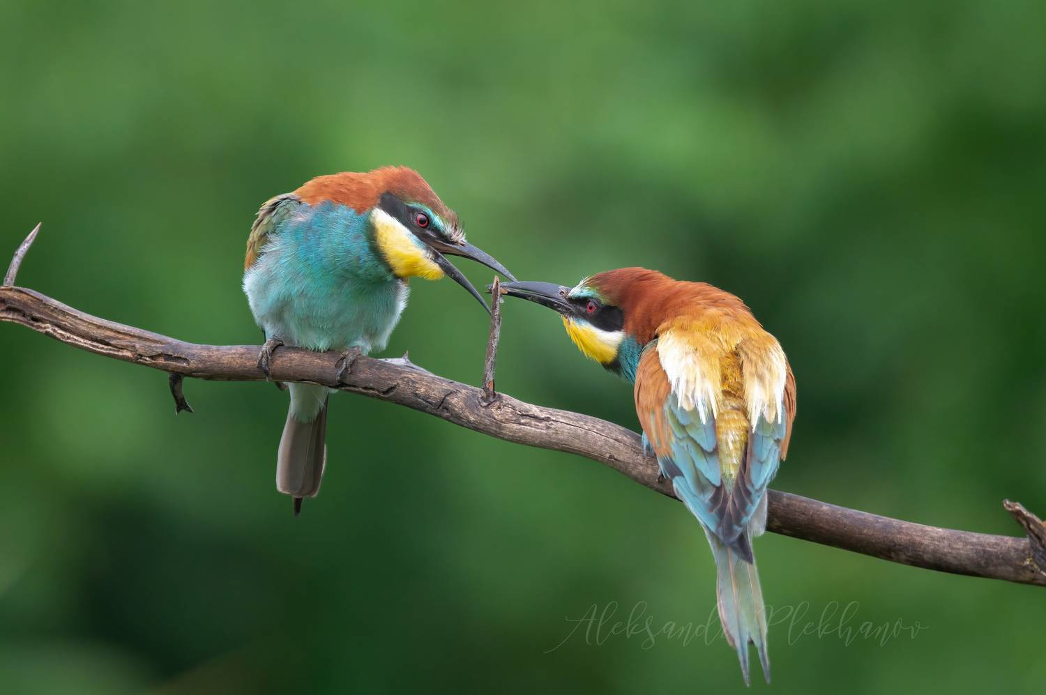 , Плеханов Александр