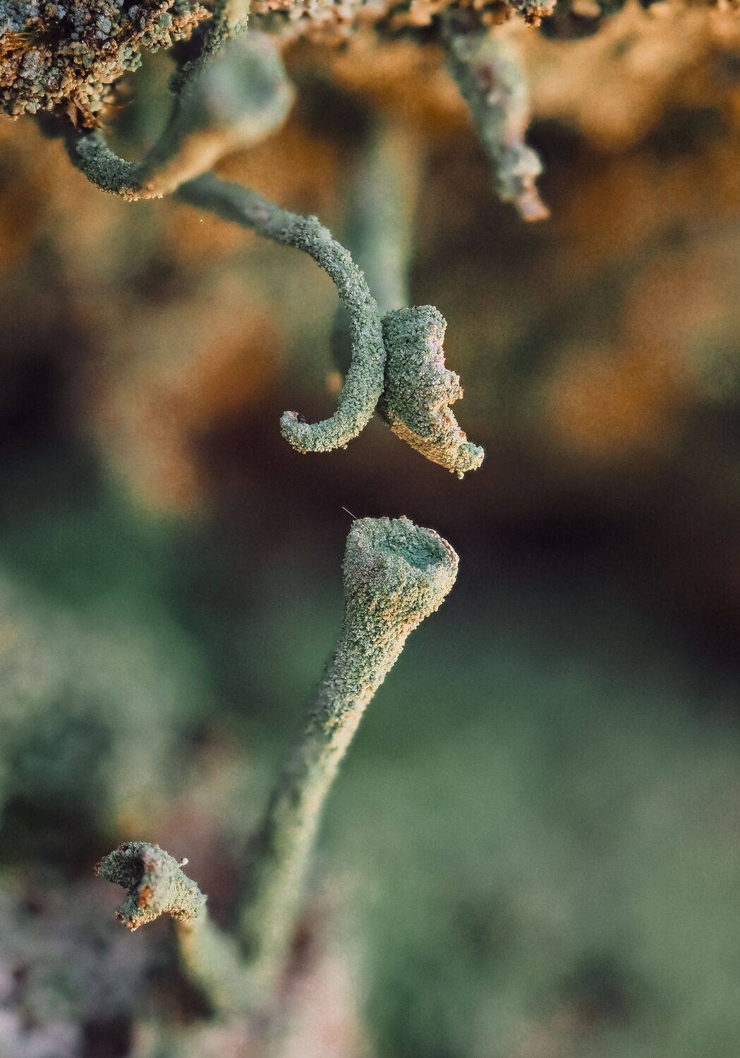 кладония, макро, мох, лишайник, macro, cladonia, Протченко Ирина