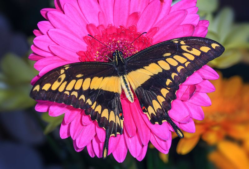 насекомые, бабочка, парусник, тропическая, тоас Парусник тоас фото превью