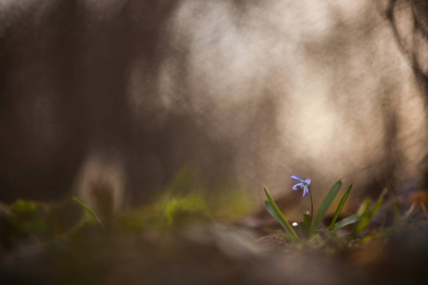 , Викулов Николай