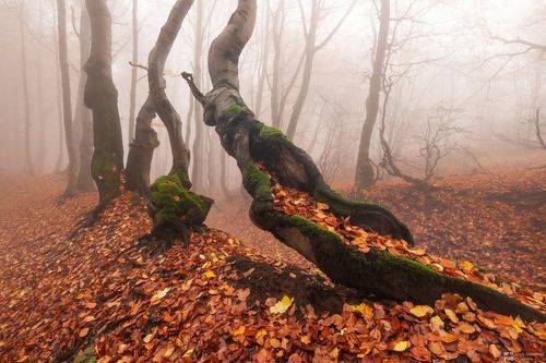 In the Enchanted Forest