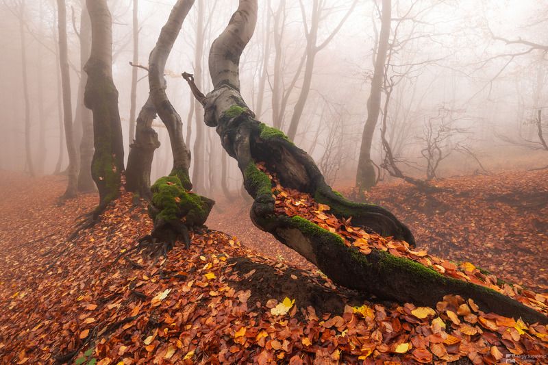 In the Enchanted Forest