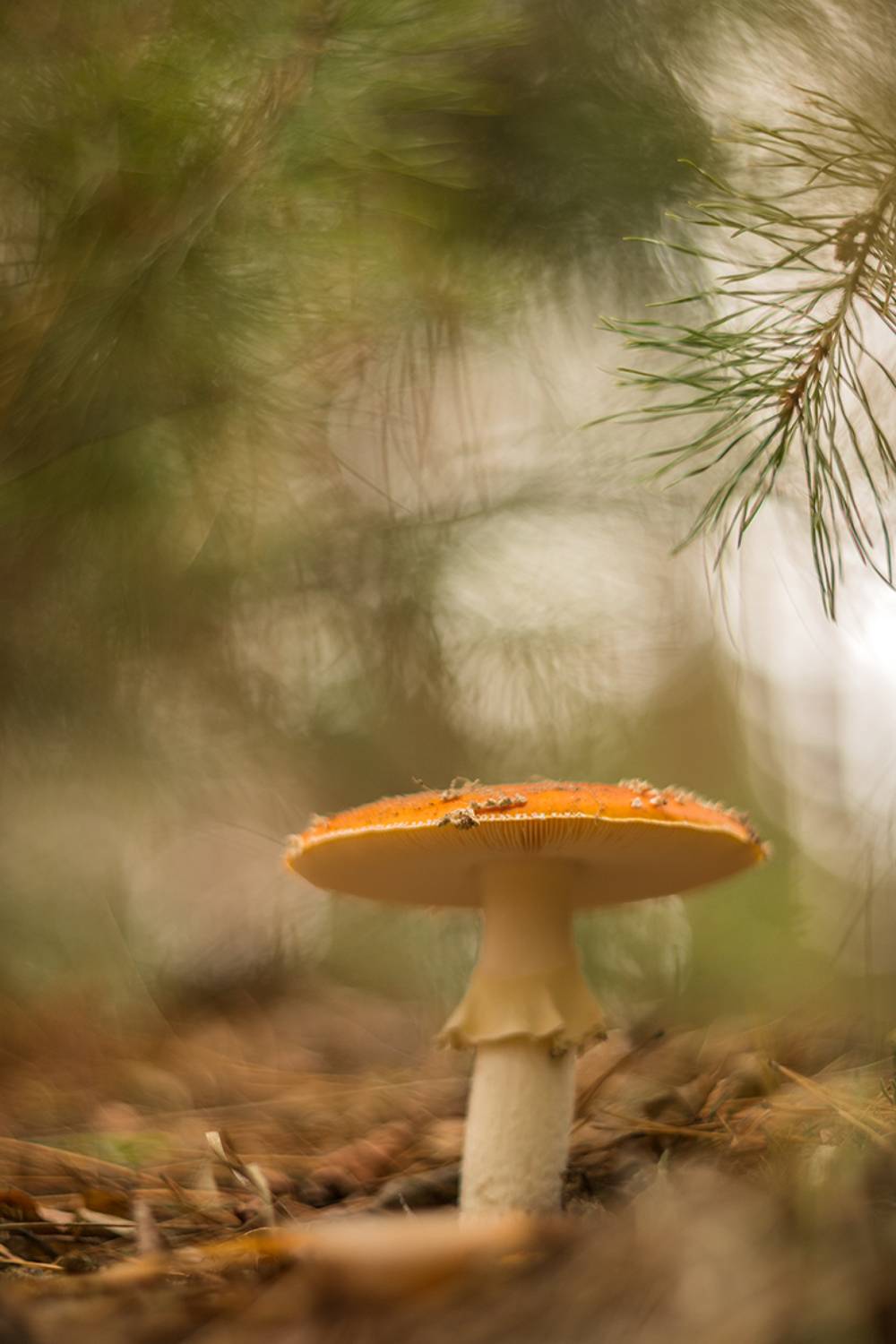 , Илья Михеев