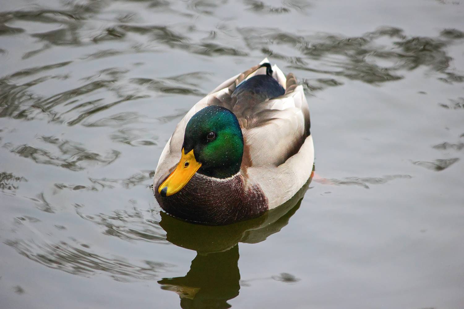 утка, КарОл