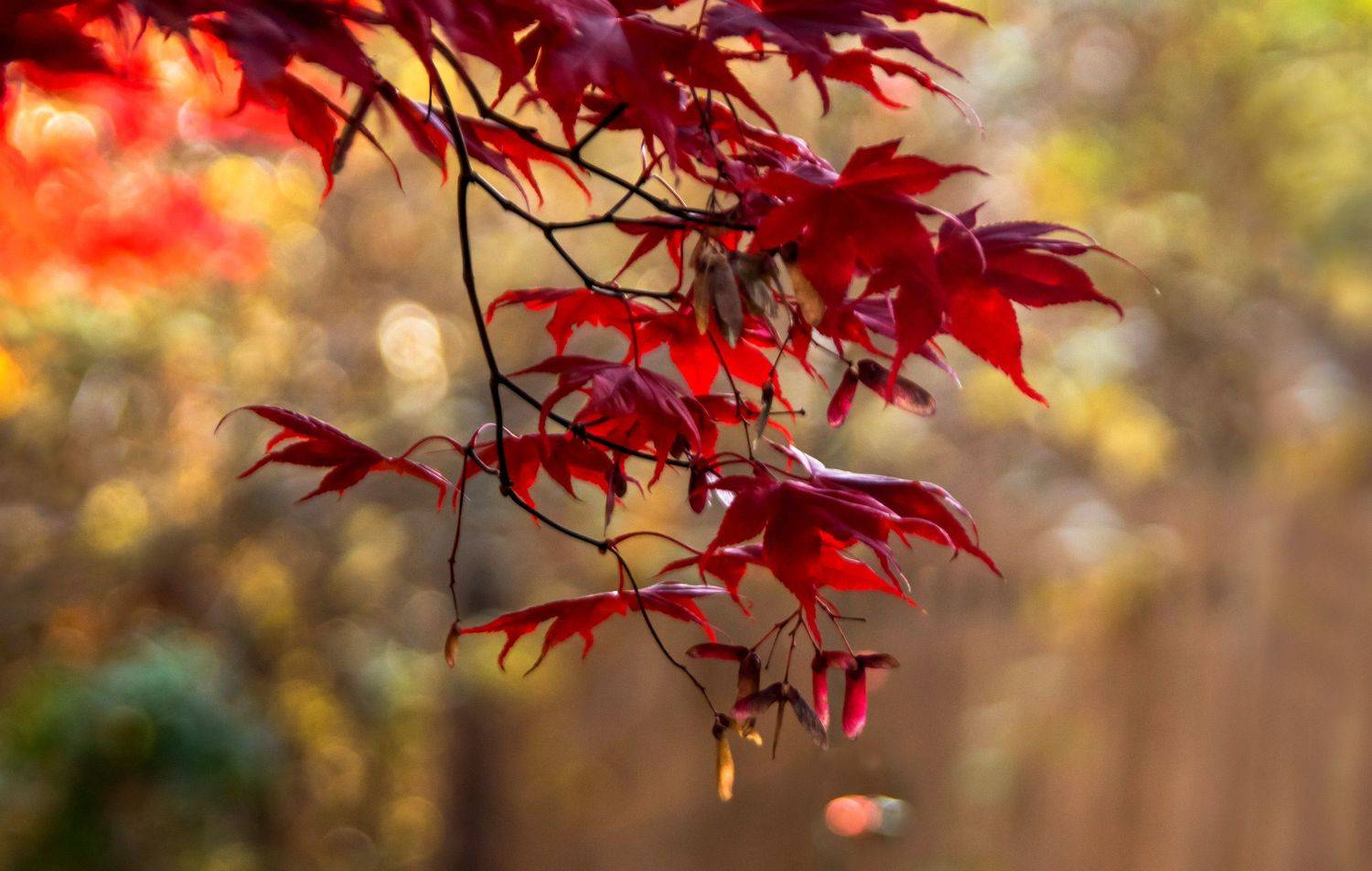 природа,осень,пейзаж,деревья,листья, клён,боке,свет,, Антонина Яновска