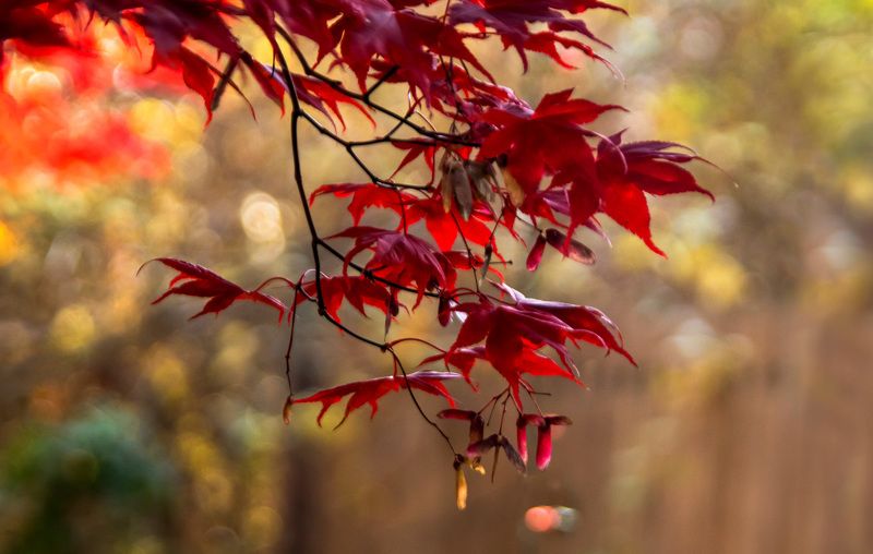 Канадский клён фото превью