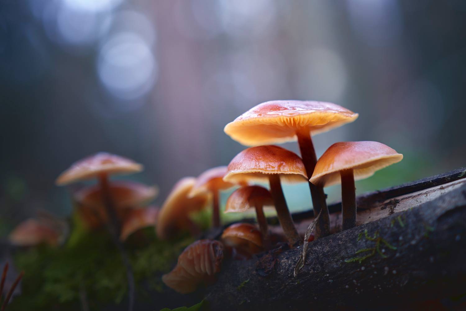 грибы, лес, Валерий Вождаев