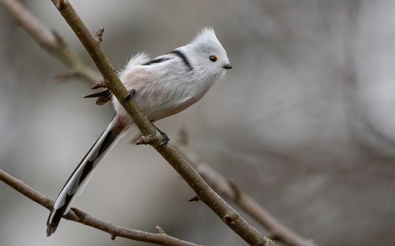 птицы, синица, ополовник, фотоохота, природа, осень Ветер с поля дул... фото превью