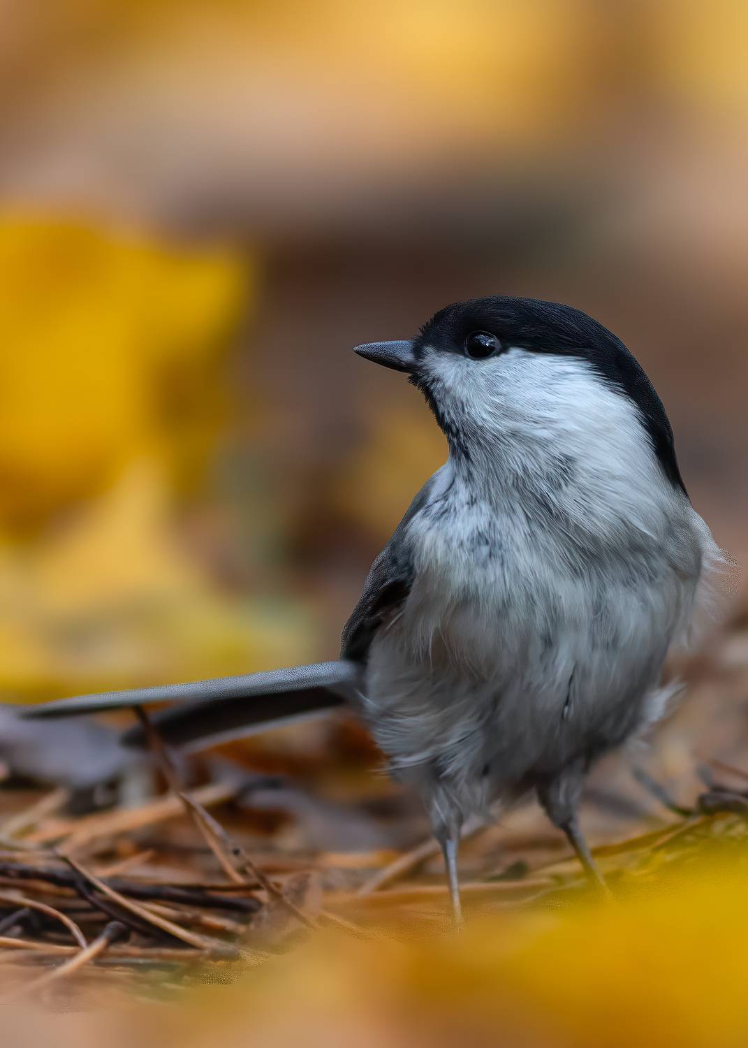 , Пронин Денис