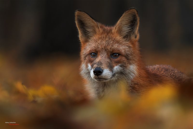 Московский Лис фото превью