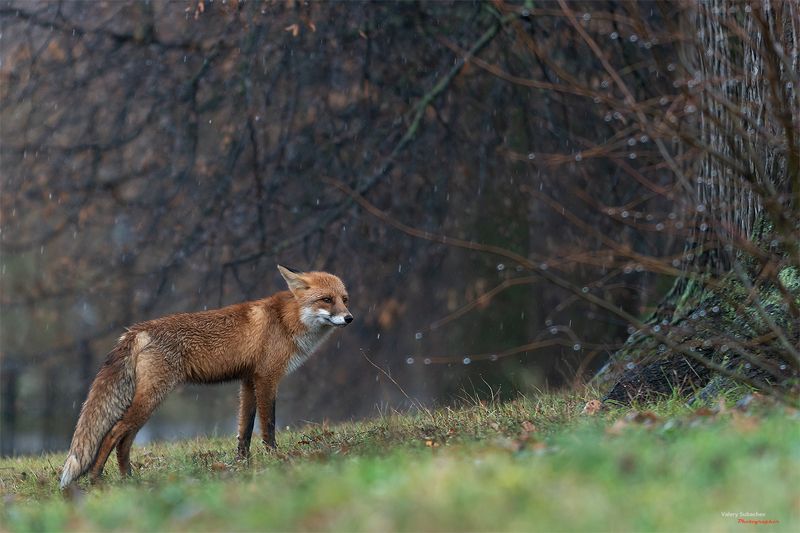 В деревне Гадюкино дожди фото превью