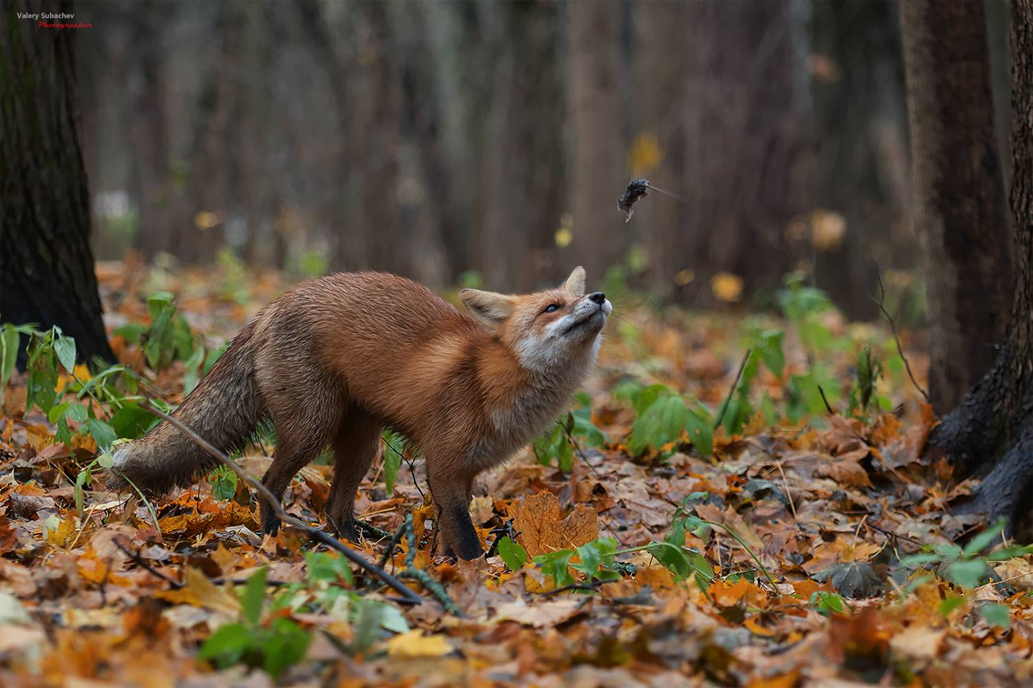 , Валерий Субачев