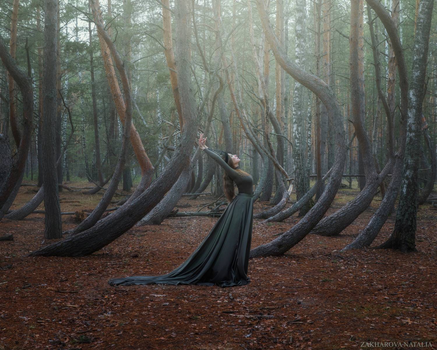 танцующий лес, dancimg forest, Natalia Zakharova