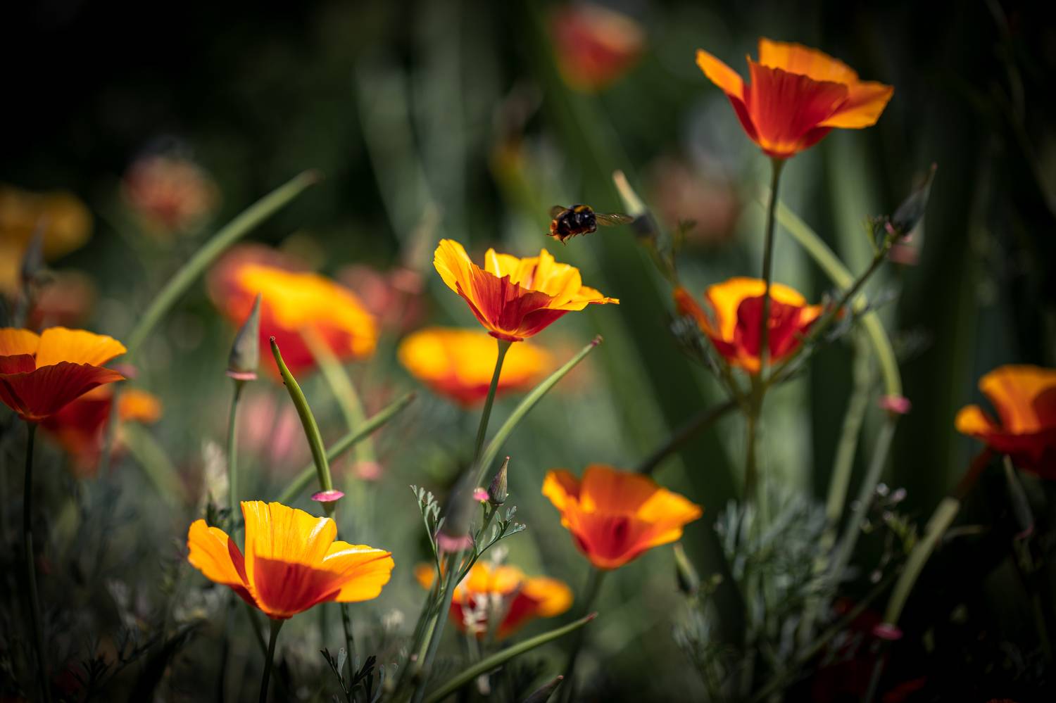 , Бравичева Анастасия