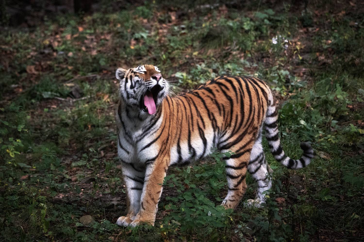 приморский, край, Елена Гусева