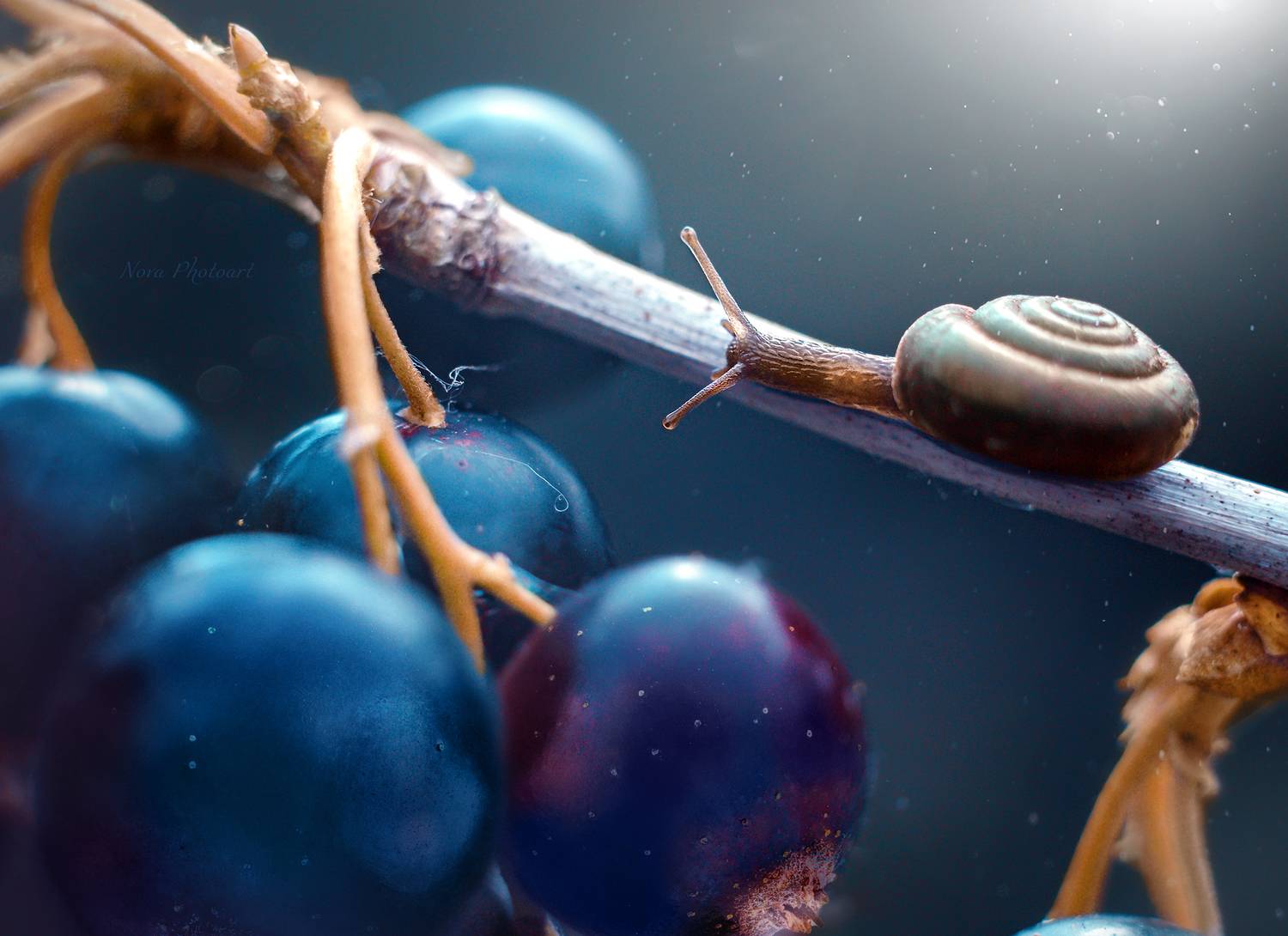 макрофотография, macro, макромир, макросъёмка, фотоприроды, nature, артфото, фотомакро, мануальнаяоптика, макро, макрофото, макросъемка, красота, улитка, Svetlana Smirnova