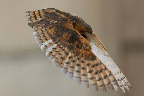 Забулена сова/ Tyto alba