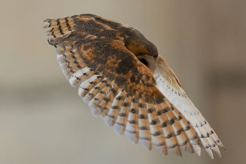 Забулена сова/ Tyto alba Забулена сова/ Tyto alba фото превью