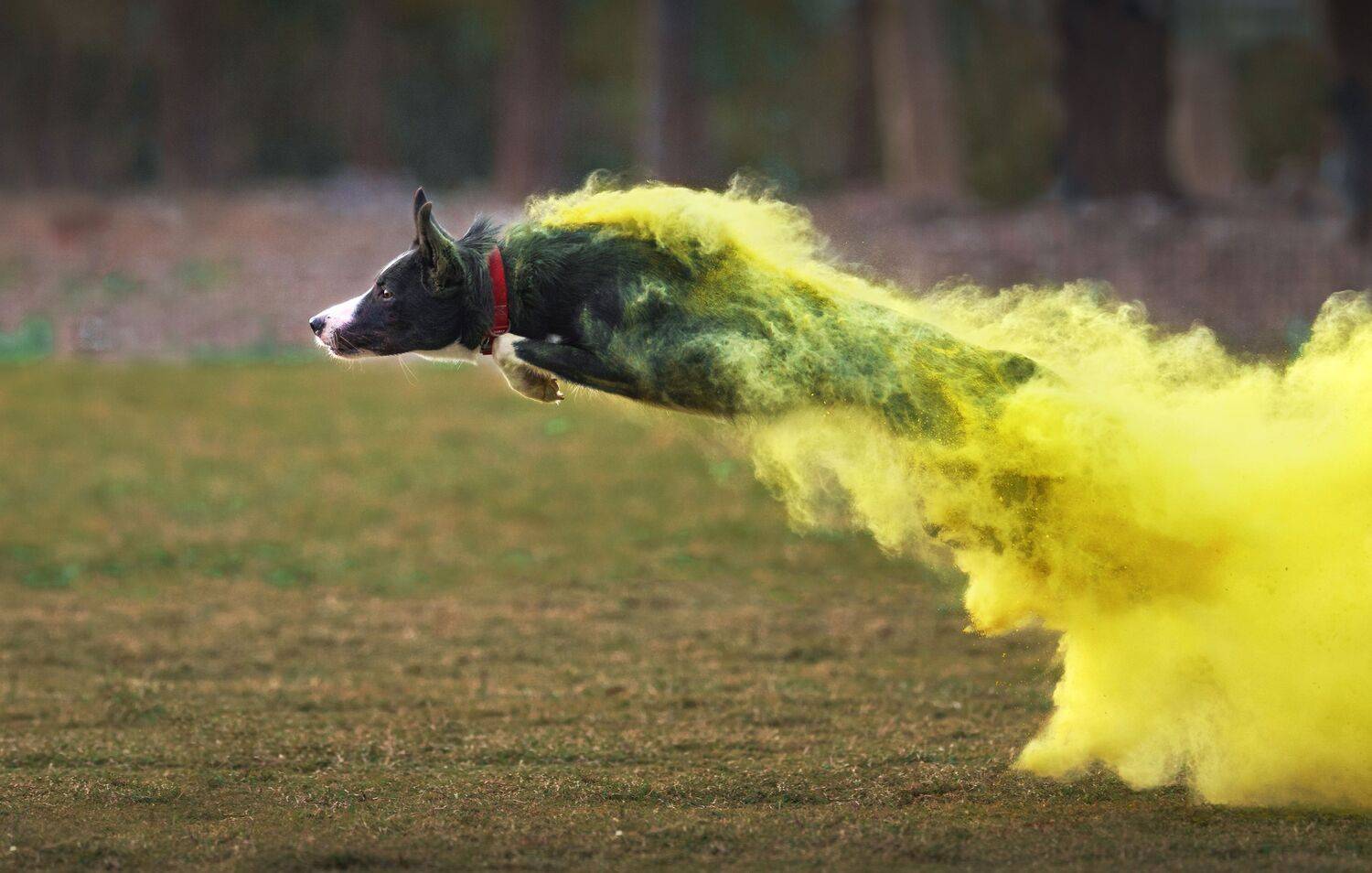 , 宠物摄影师狗哥