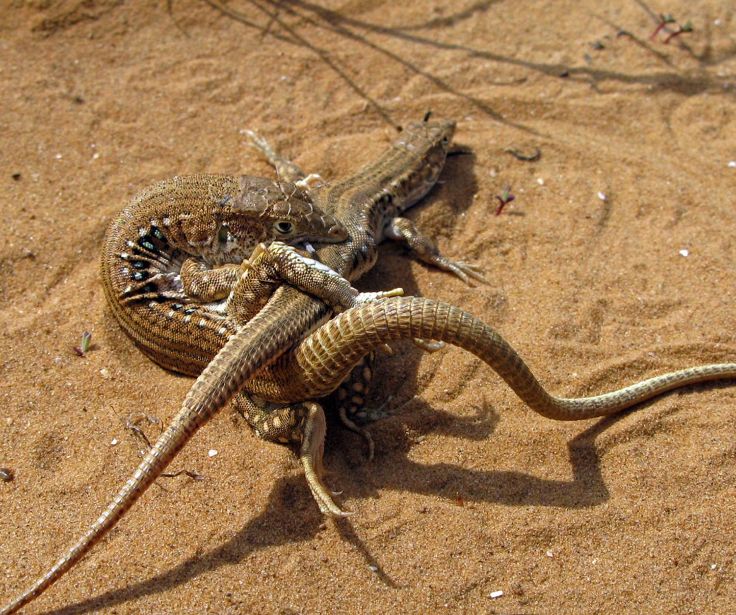 , Дмитрий Елисеев