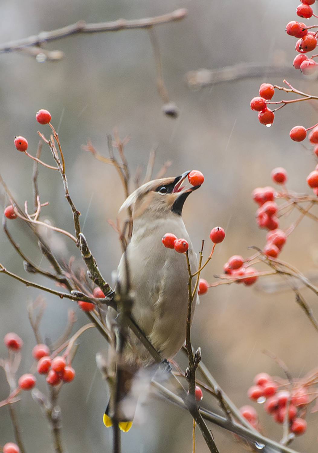 птица, свиристель, Михаил Агеев
