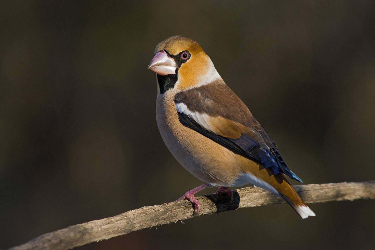 дубонос,самец,вечер,осень, Иван