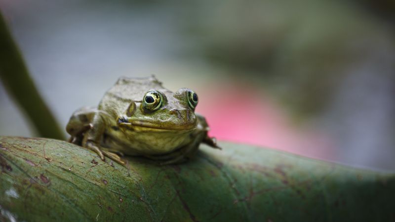 Из жизни лягушек... фото превью