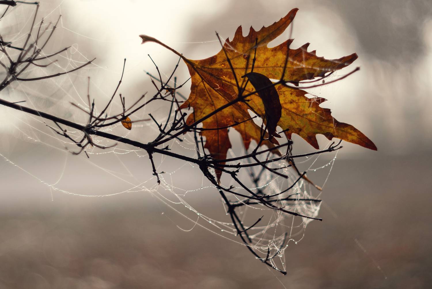 осень, утро, туман, атмосфера, тишина, красота природы, паутина, паутины, капли, лист, листва, природа, хрупкость, природа крыма, керчь, крым, россия, Щербак Анатолий