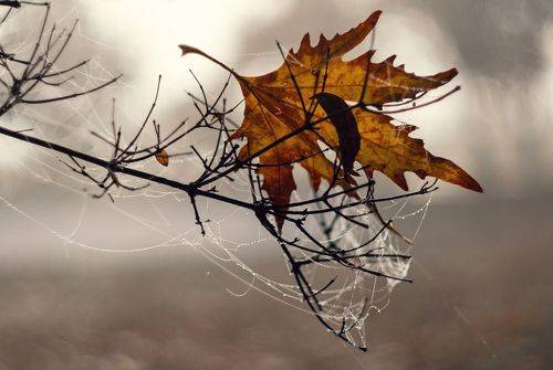 Добыча искусной осени.