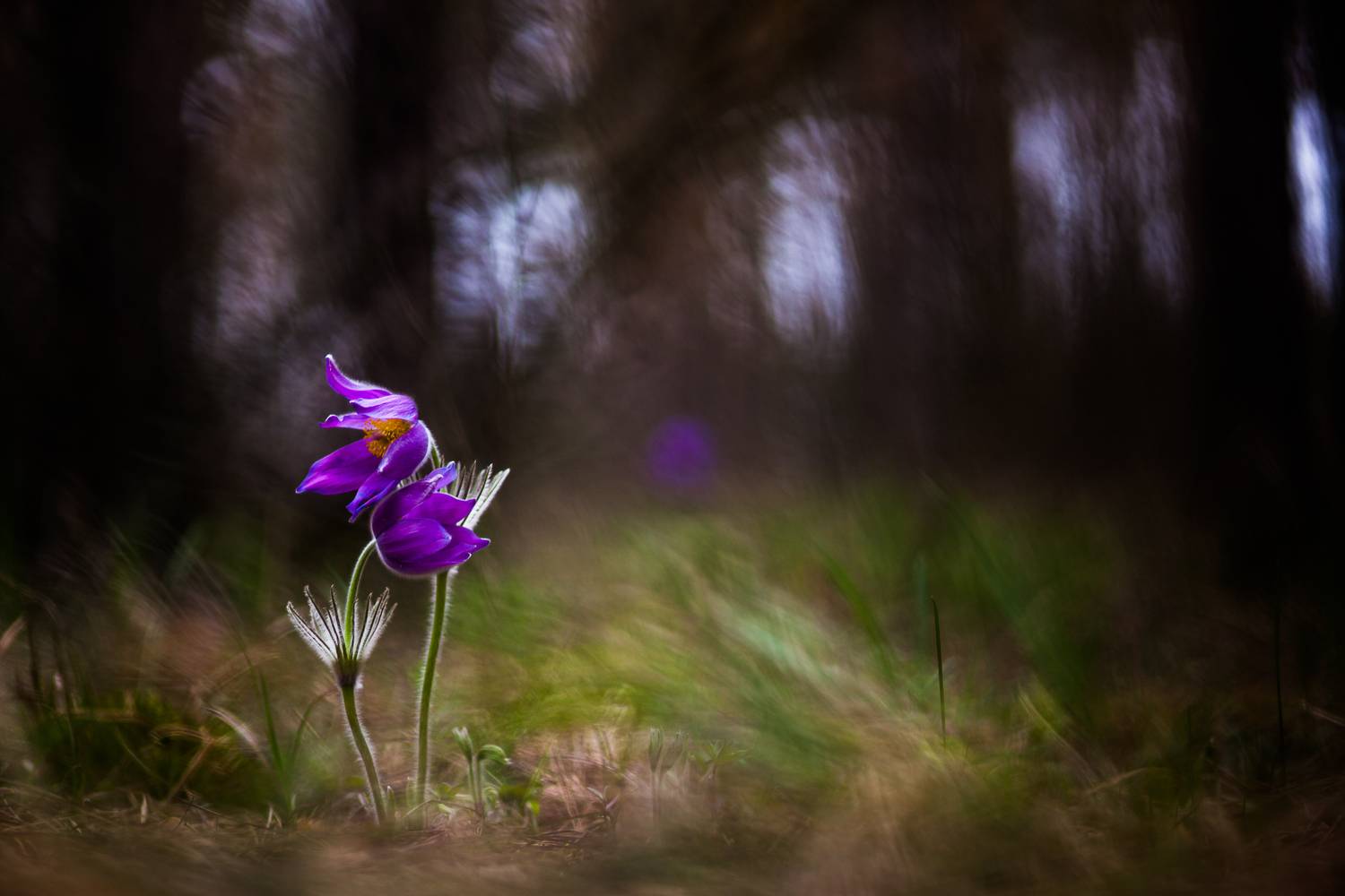 , Викулов Николай