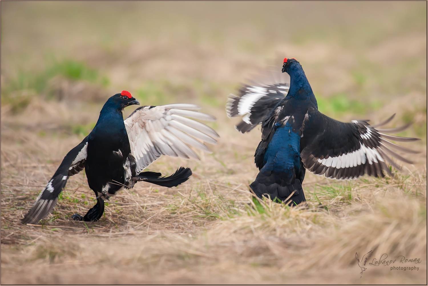 , Лобанов Роман