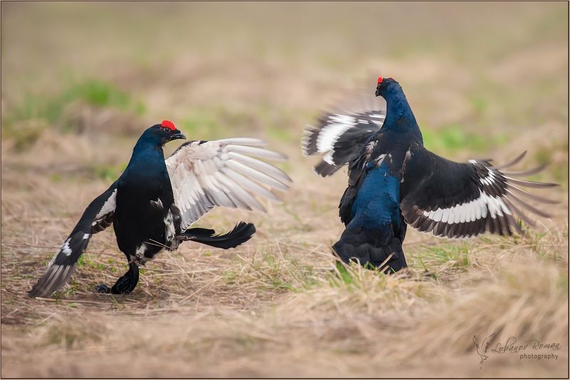 * * * фото превью