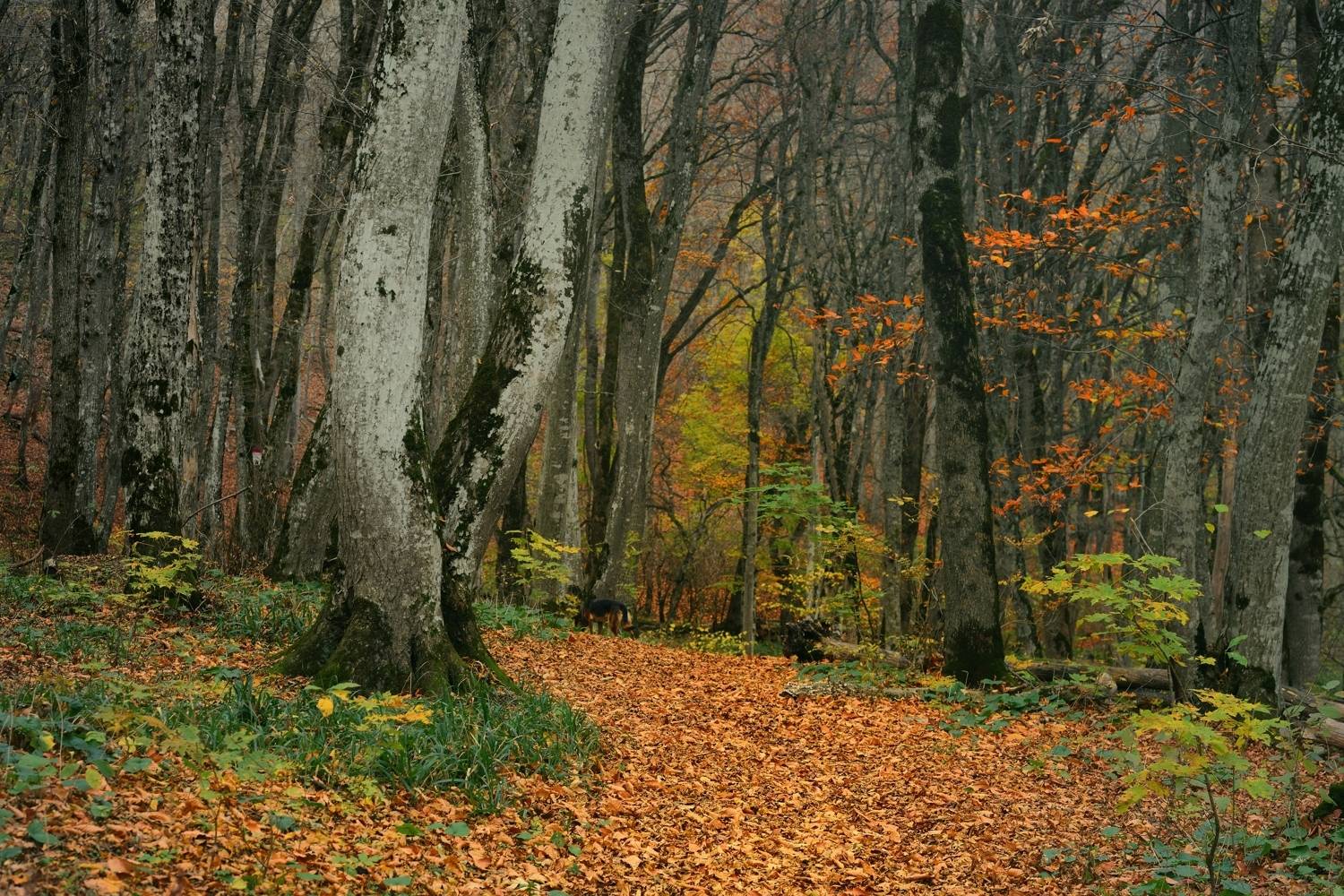 осень листва утро лес, Александр Жарников