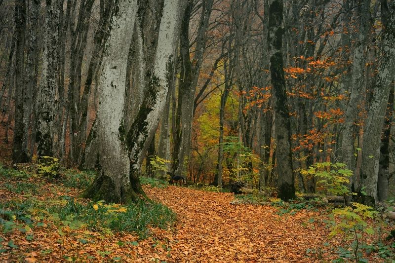 Осеннее утро в лесу фото превью