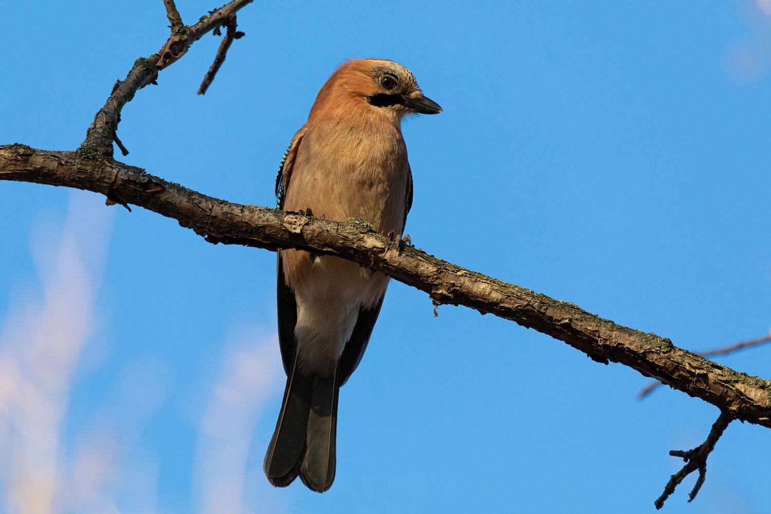 , Гильманов Артур