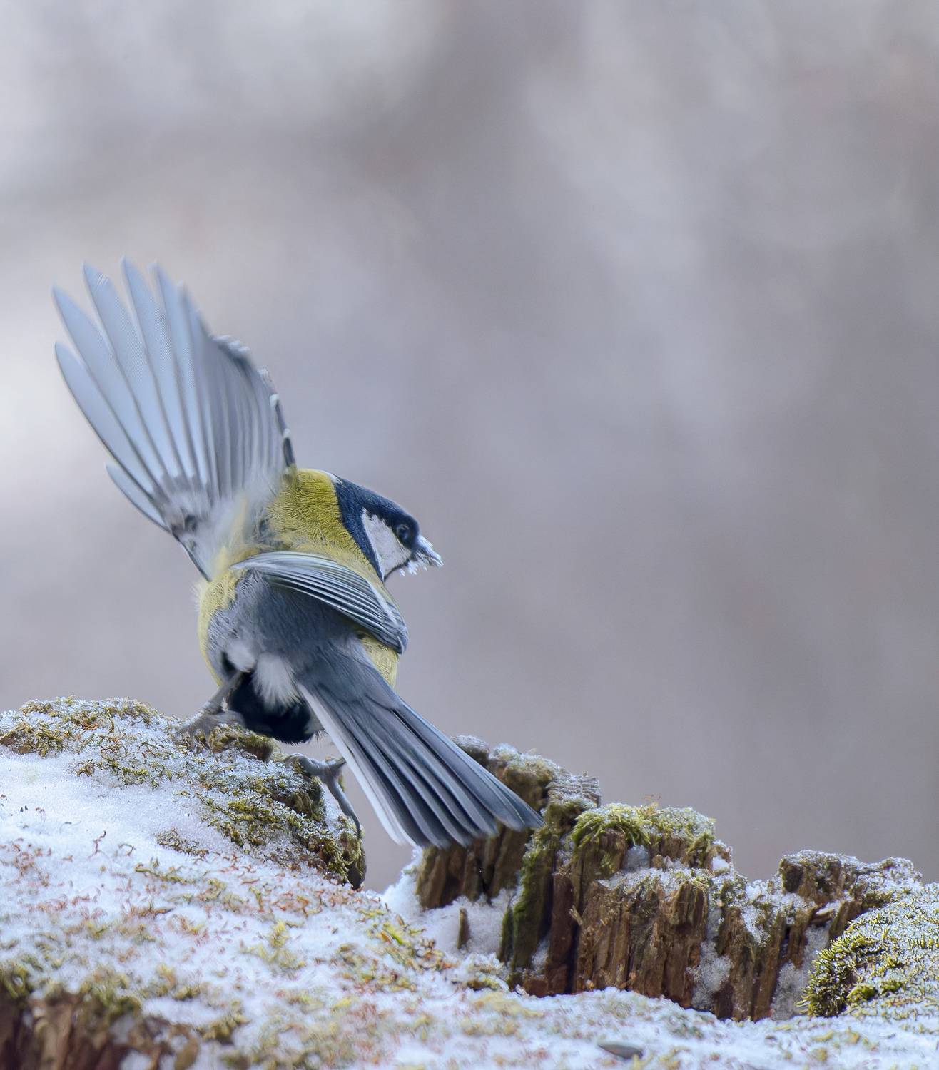 , Дмитрий Жучков