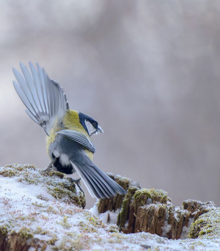 Вжух! фото превью