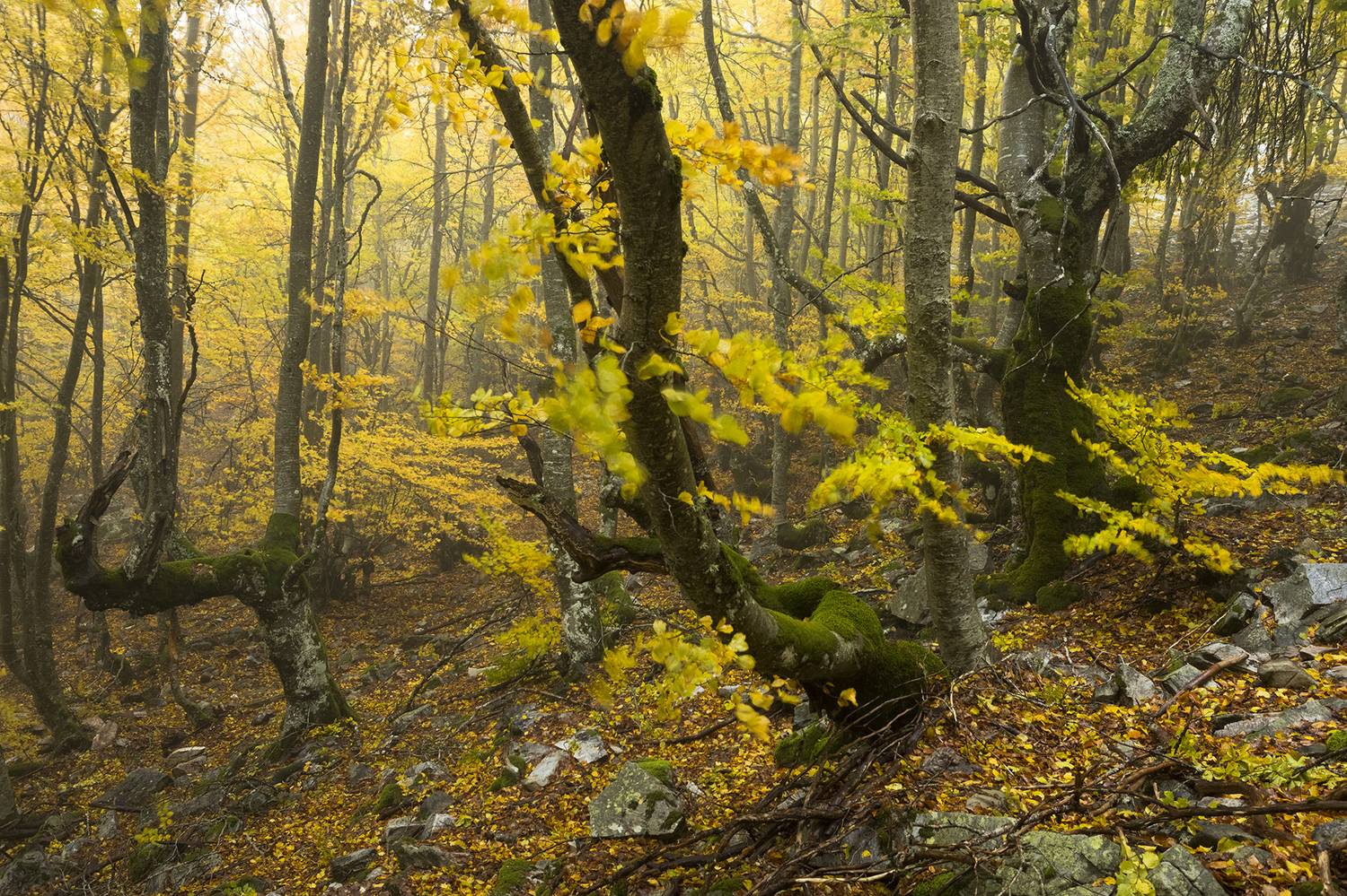 photography, mountain, autumn, land, landscape, photo, awakening, fog, land, landmark, lands, soft ligth, ligth, mountains, photo, river, jimenez millan samuel