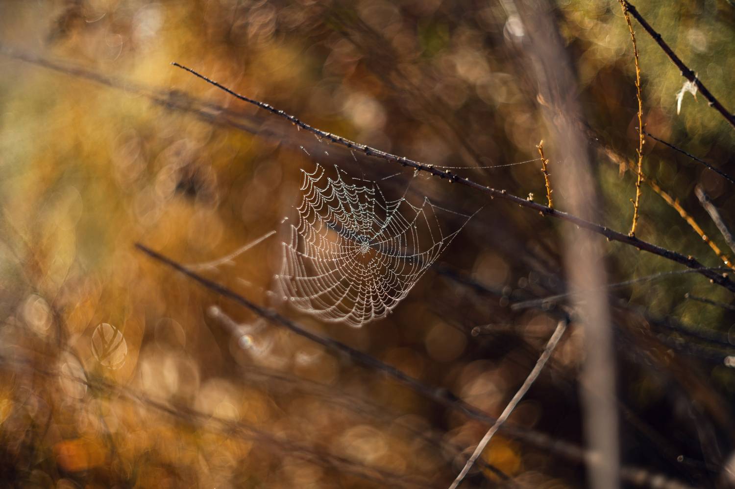 осень, утро, туман, паутина, паутины, свет, золотое, капли, бриллианты, узоры, боке, природа, хрупкость, природа крыма, мс гелиос 77м-4, керчь, крым, россия, Щербак Анатолий